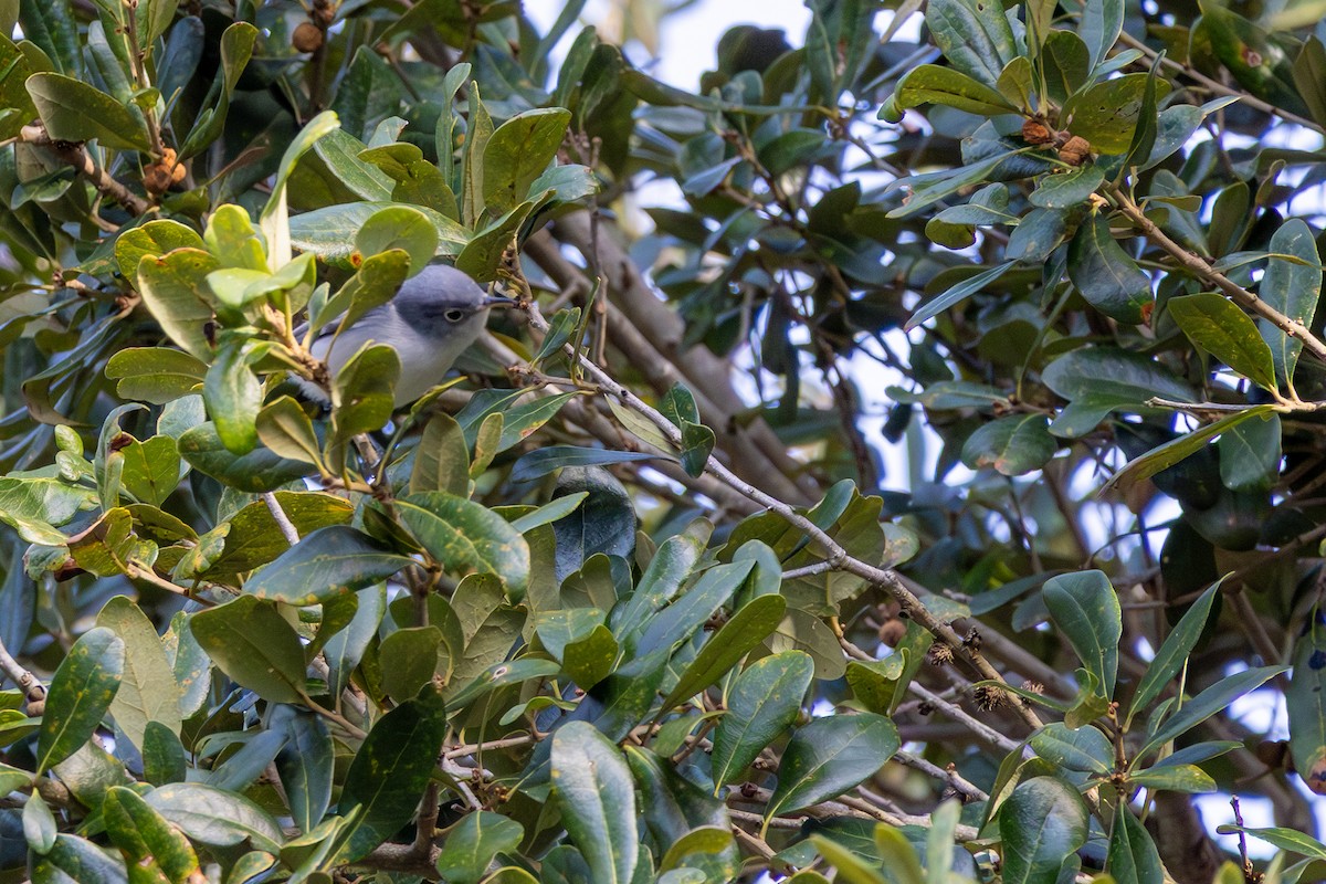 Blue-gray Gnatcatcher - ML644157804