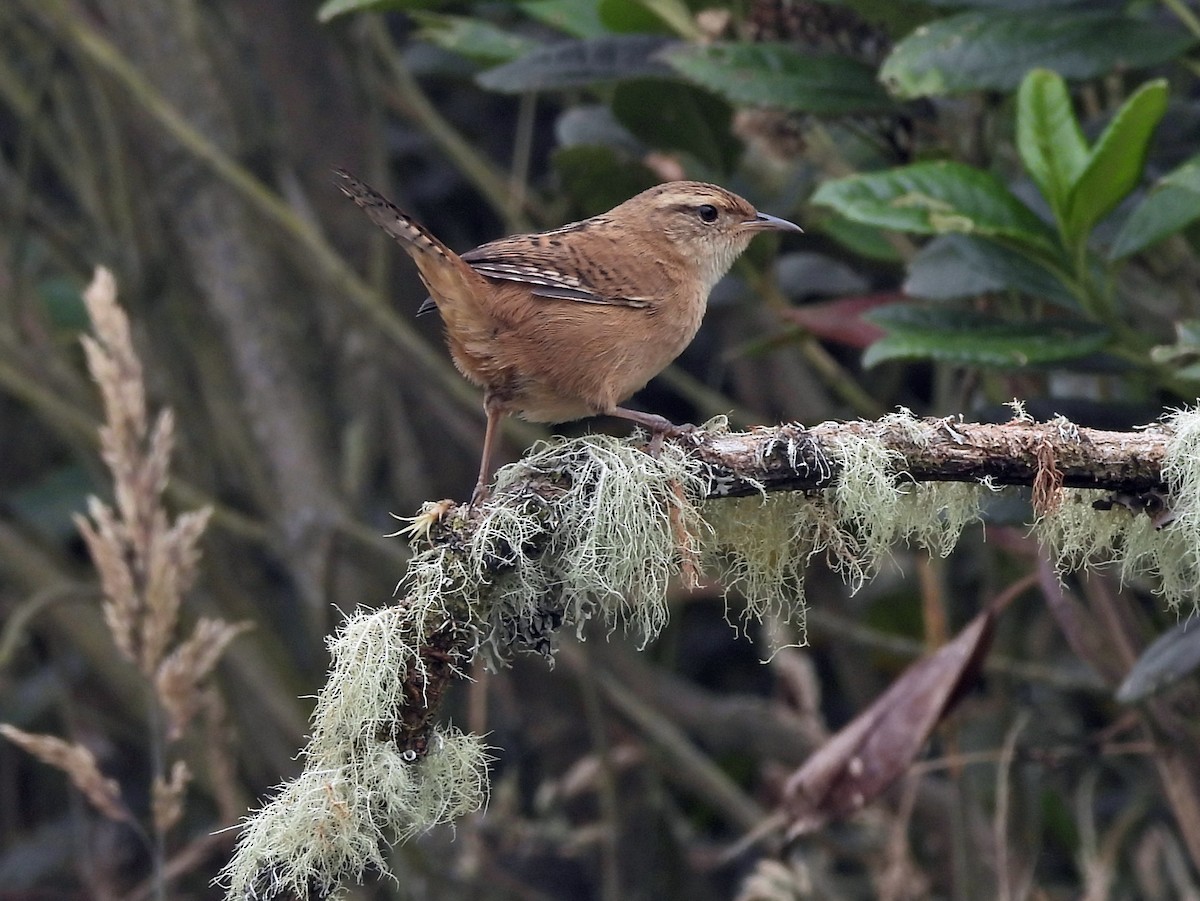 Grass Wren - ML644157816
