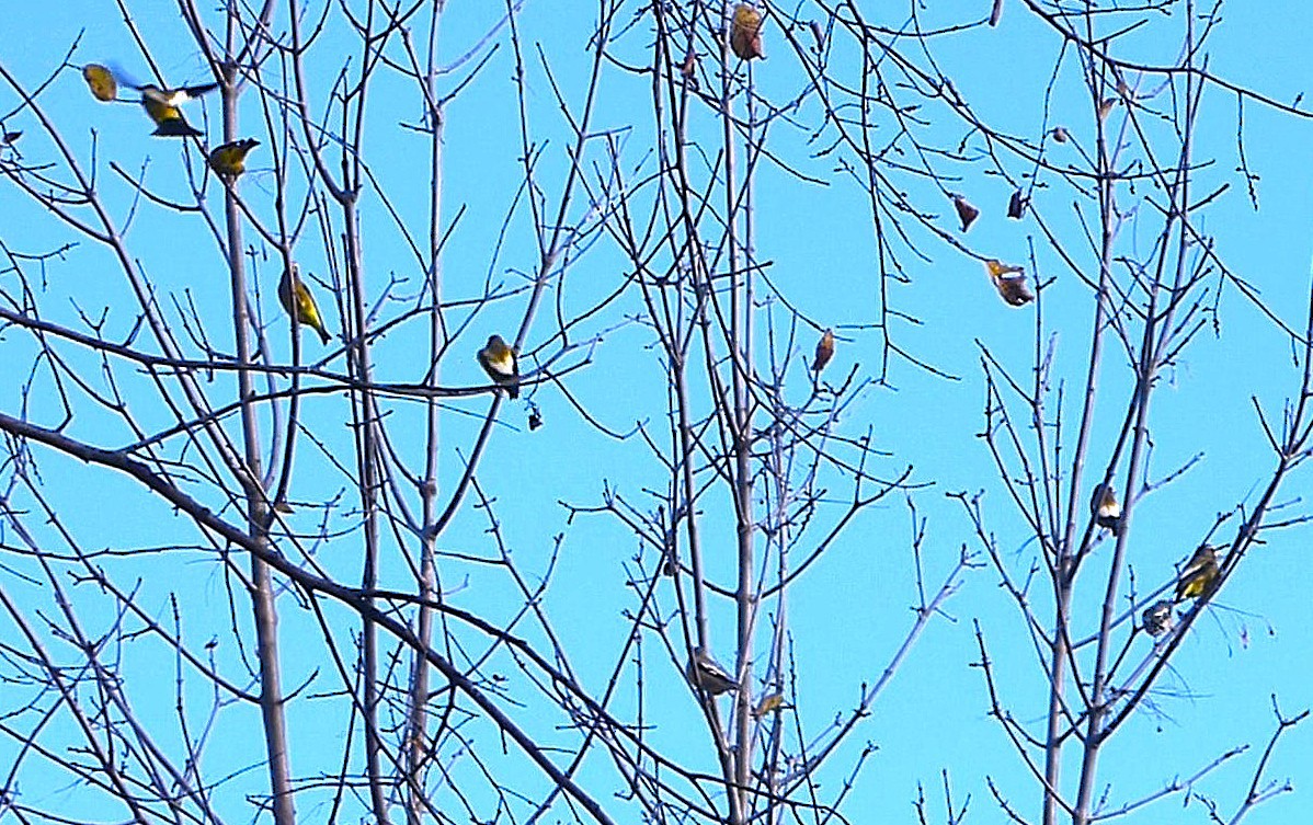 Evening Grosbeak - ML644157821