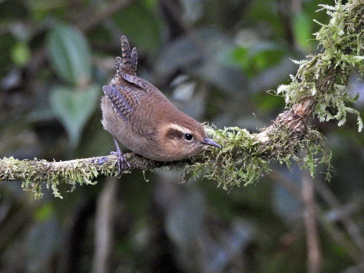 Mountain Wren - ML644157823