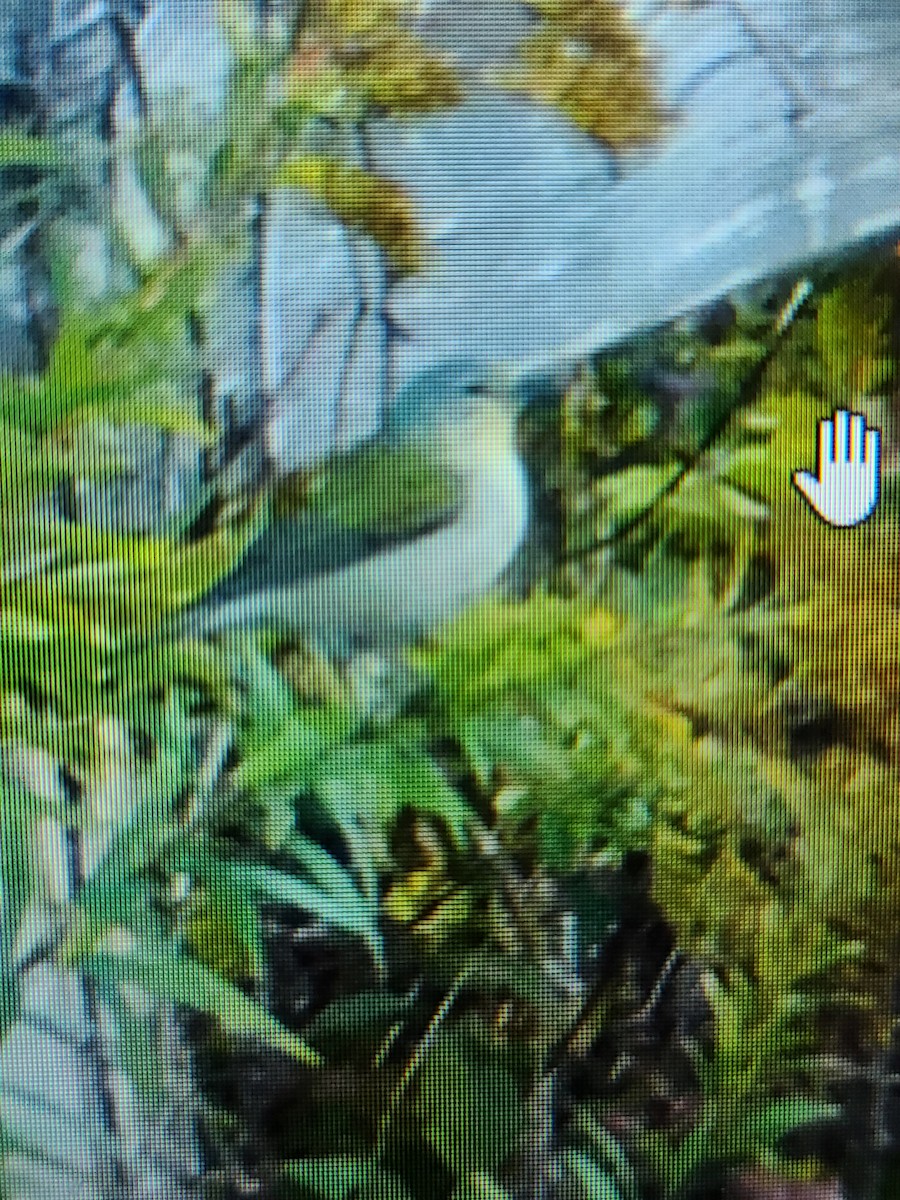 Tennessee Warbler - ML644157825