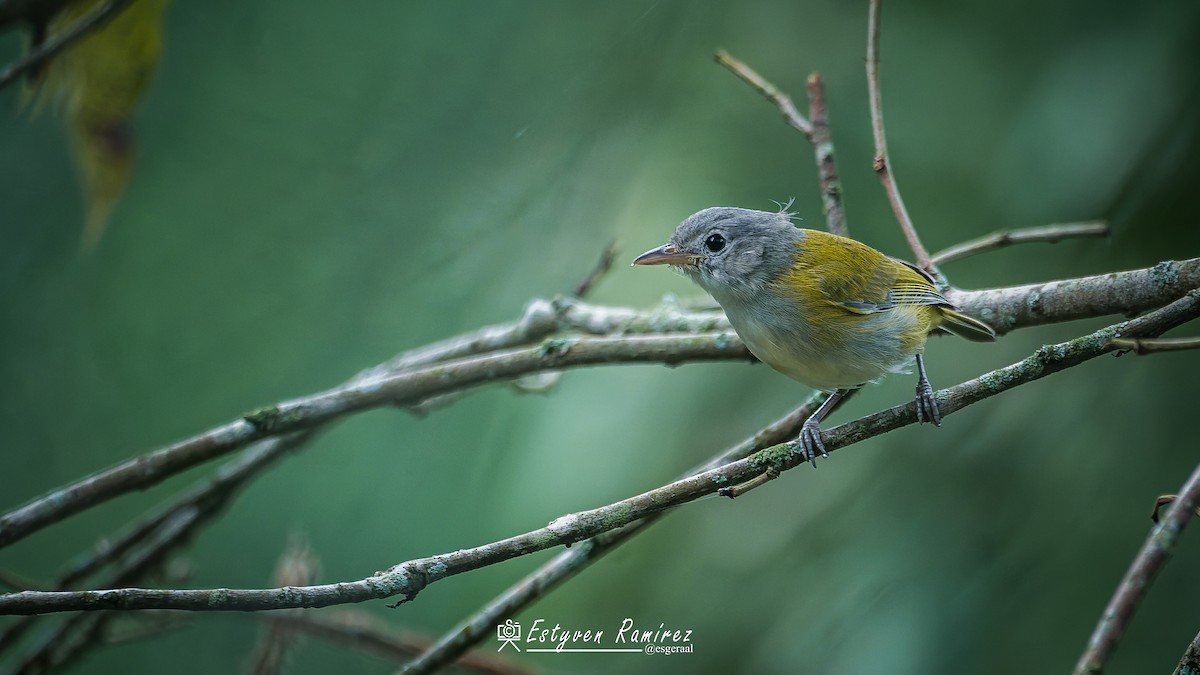 Lesser Greenlet - ML644157838