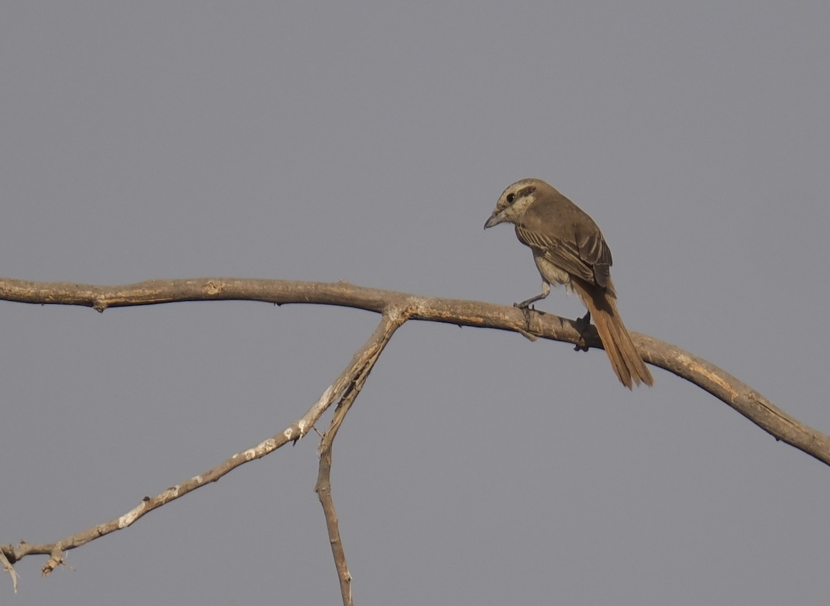 Сорокопуд горихвістковий - ML644157840