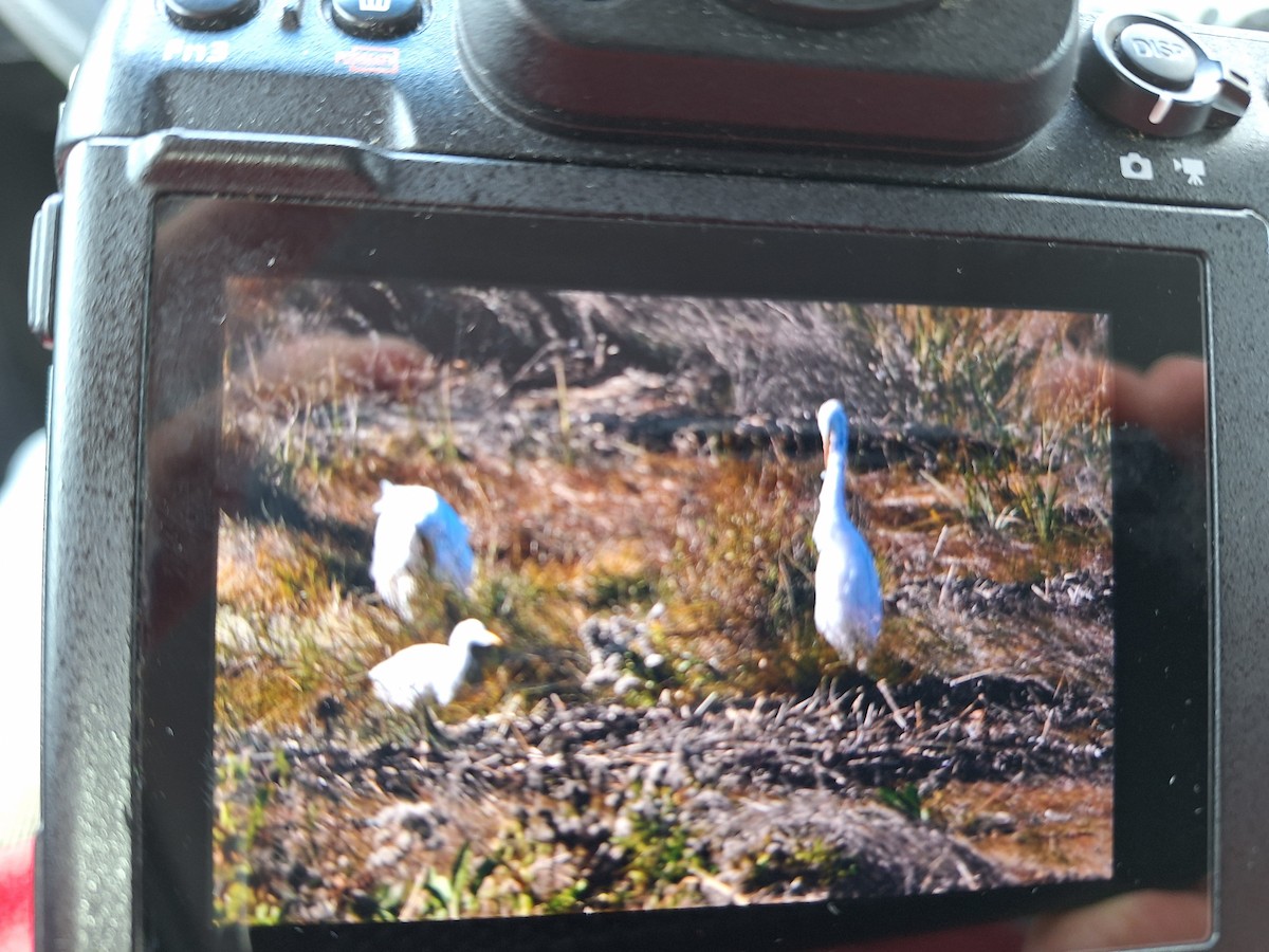Western Cattle-Egret - ML644157848