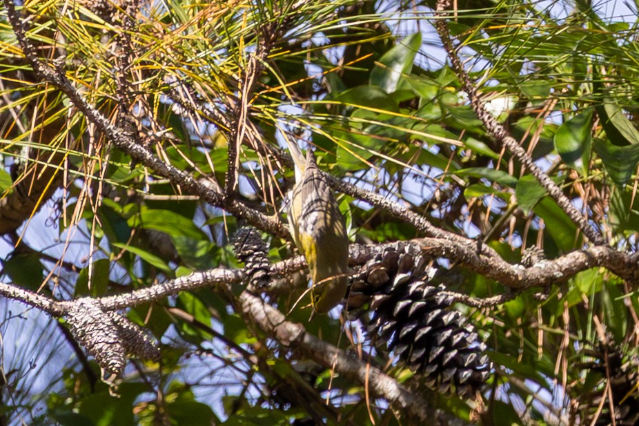 Pine Warbler - ML644157863