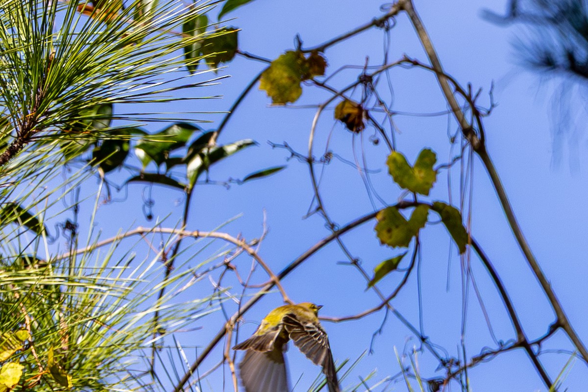 Pine Warbler - ML644157864
