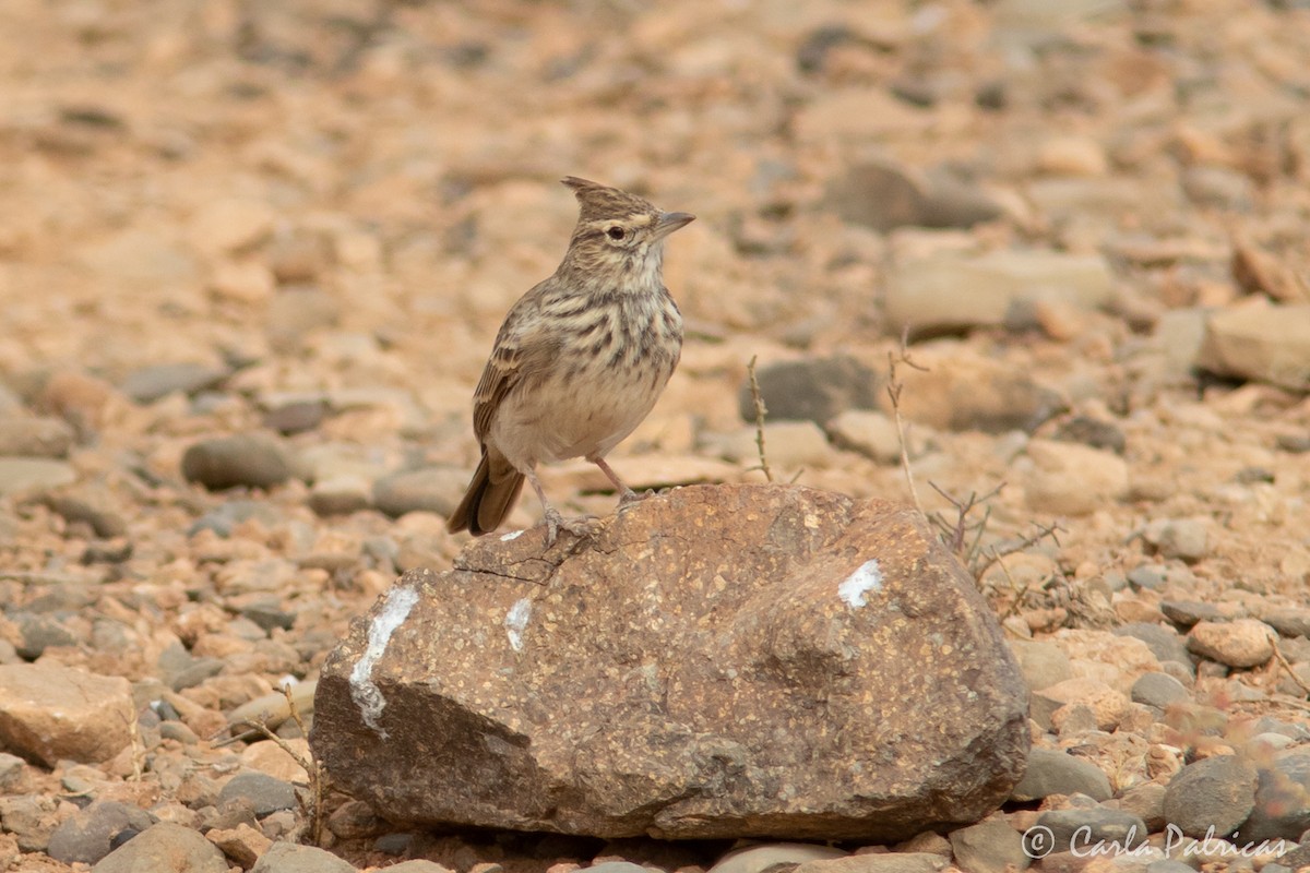 Thekla's Lark - ML644157870