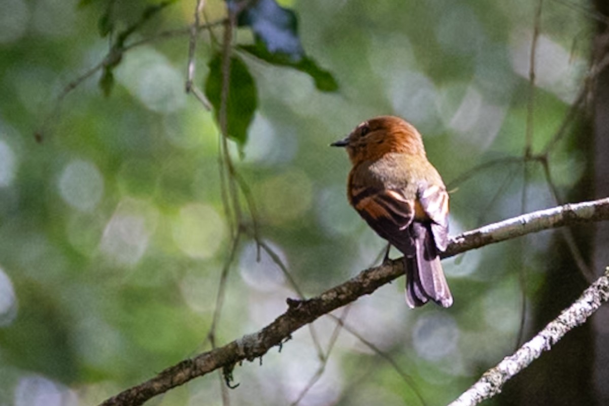 Cinnamon Flycatcher - ML644157905