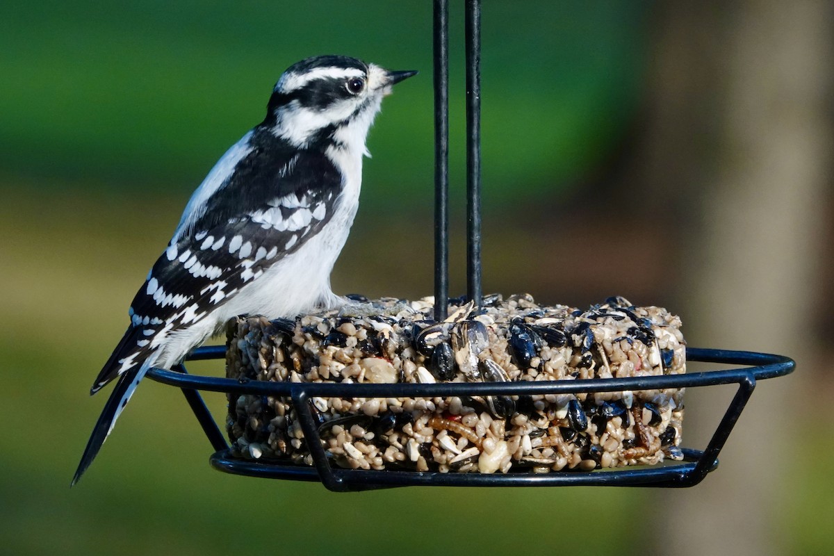 Downy Woodpecker (Eastern) - ML644157927