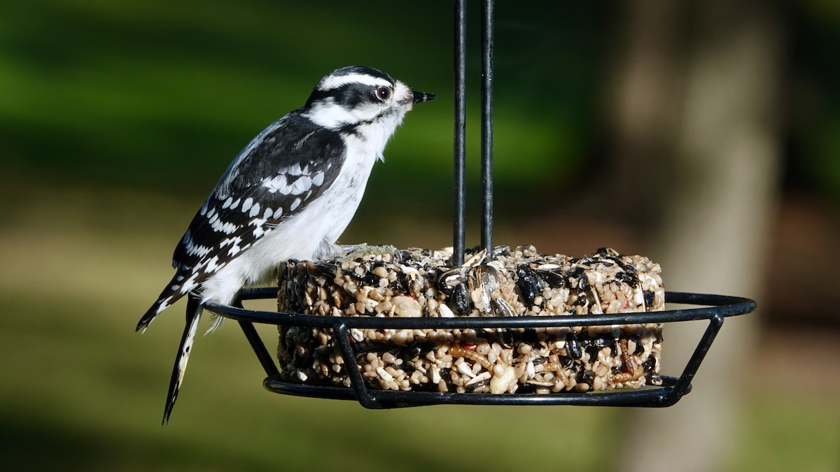 Downy Woodpecker (Eastern) - ML644157929