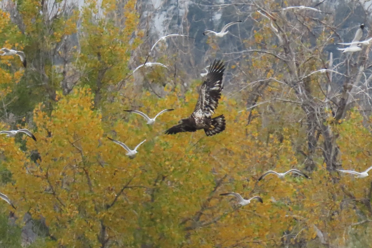 Pygargue à tête blanche - ML644157930