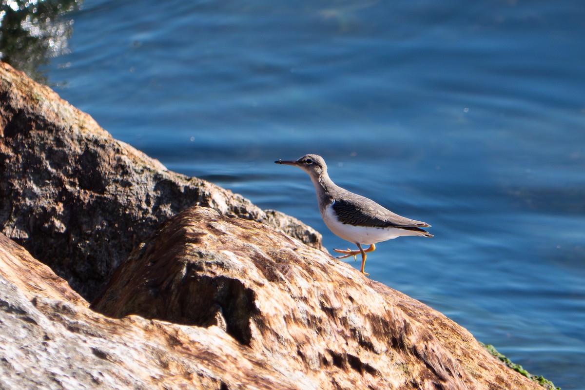 Benekli Düdükçün - ML644157944