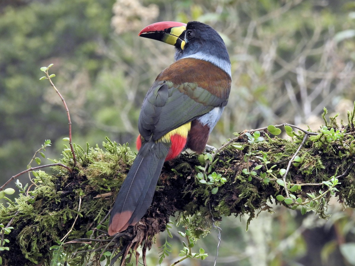 Gray-breasted Mountain-Toucan - ML644157945