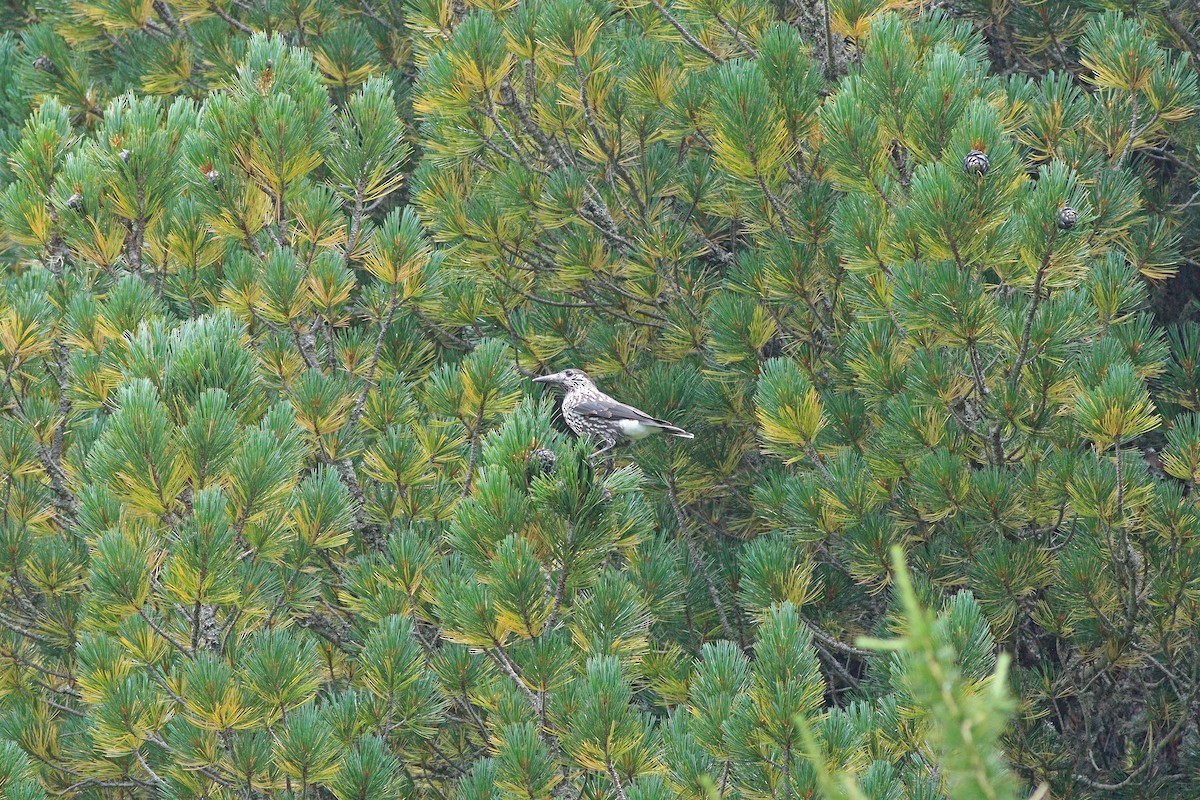 ořešník kropenatý - ML644157959