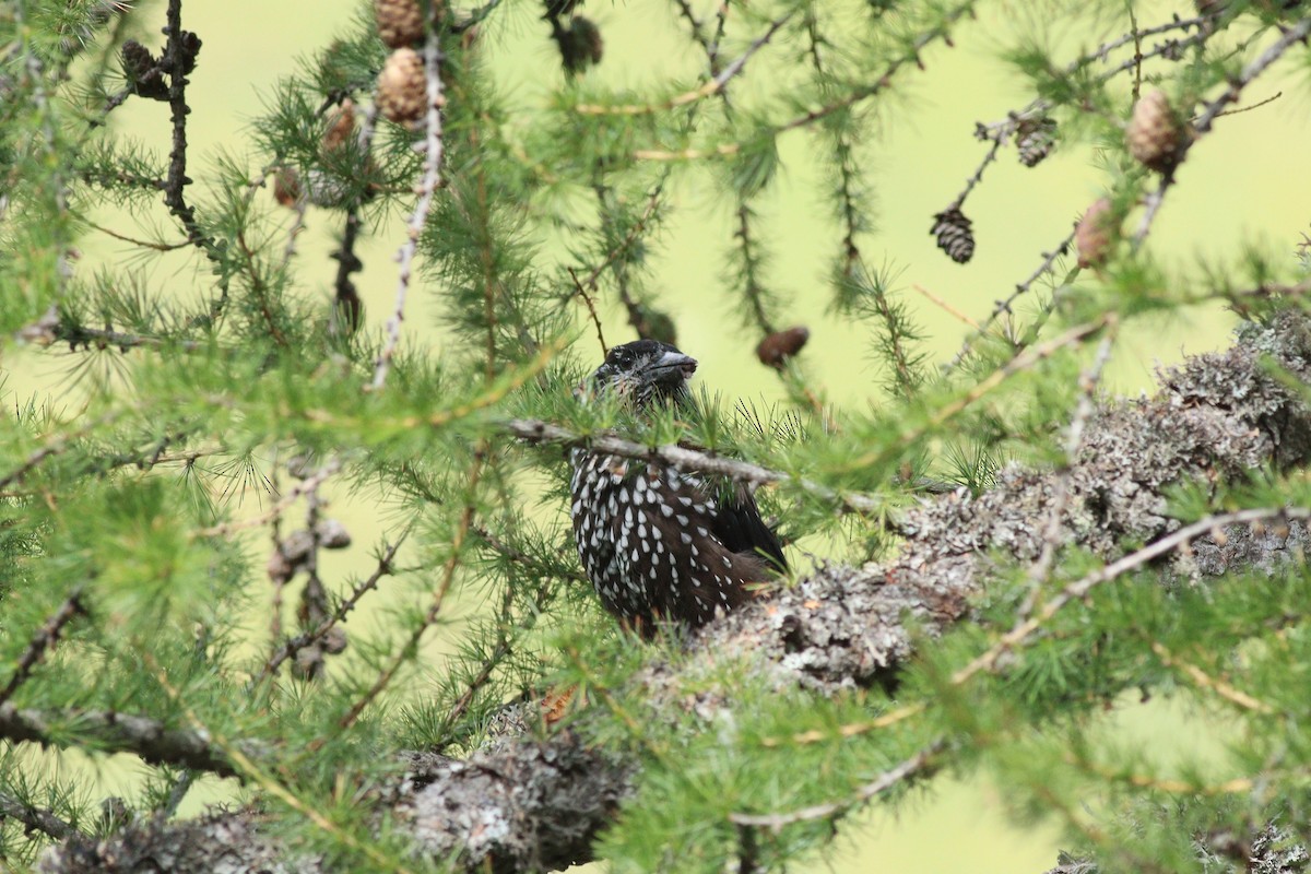 ořešník kropenatý - ML644157961