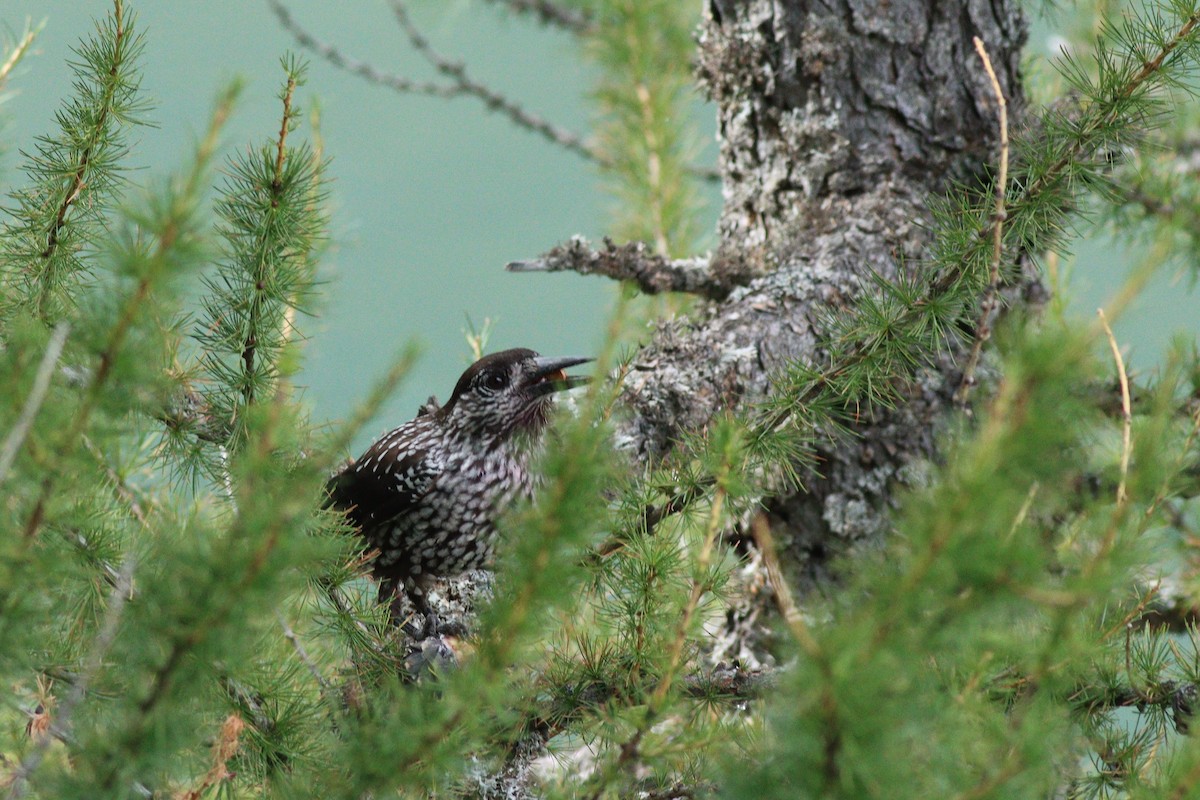 ořešník kropenatý - ML644157962