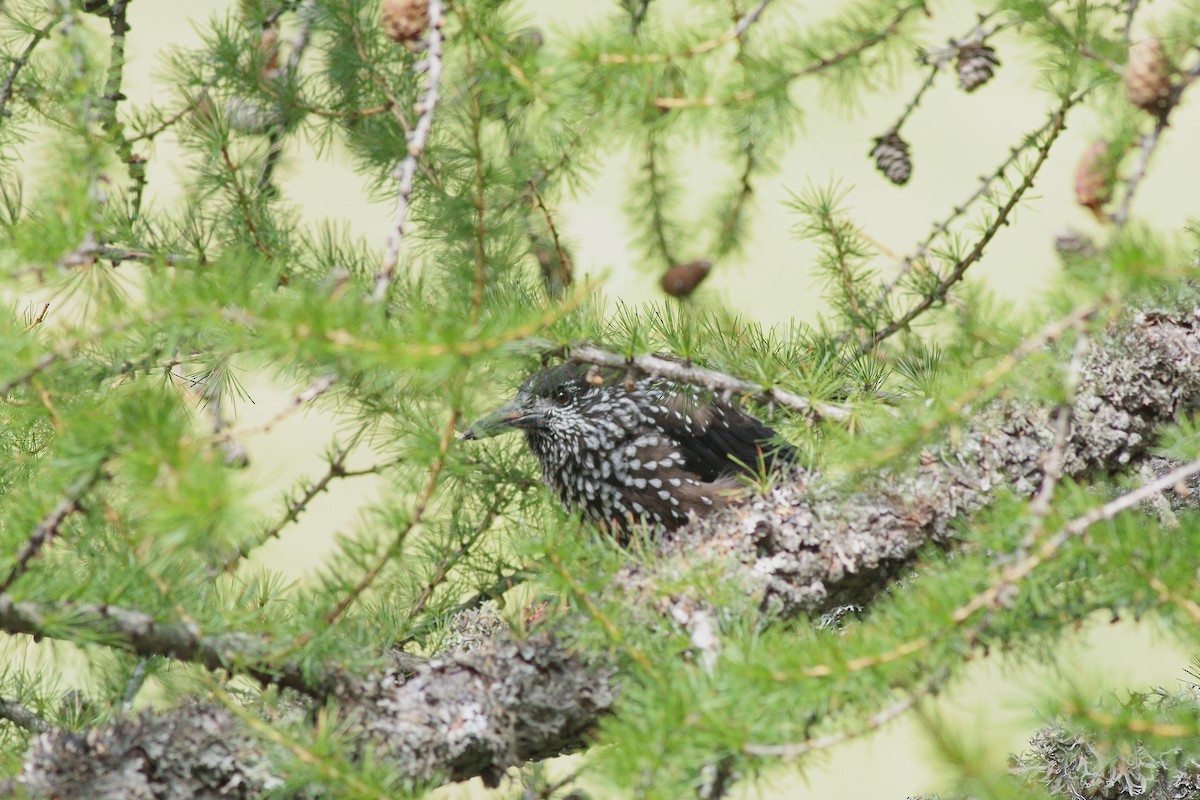 ořešník kropenatý - ML644157963