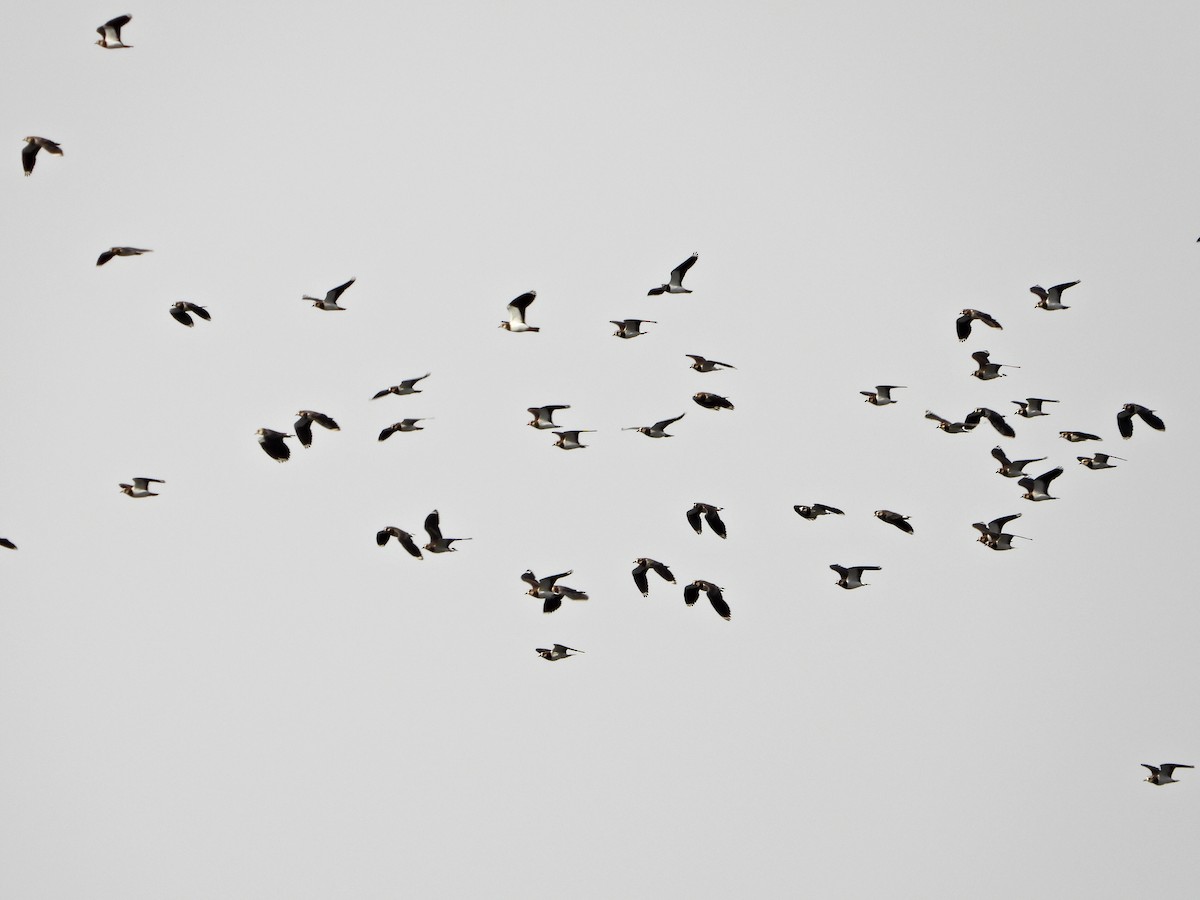 Northern Lapwing - ML644157964