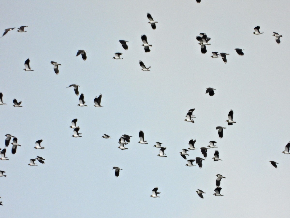 Northern Lapwing - ML644157965