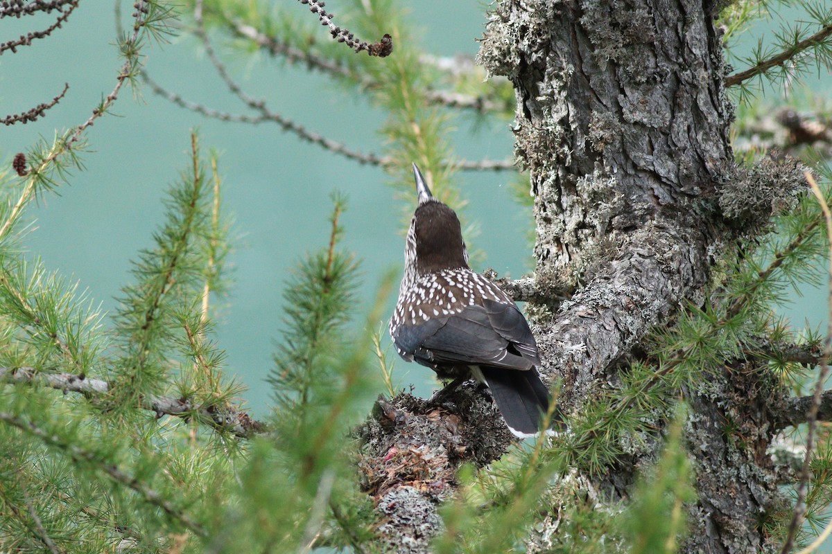 ořešník kropenatý - ML644157966