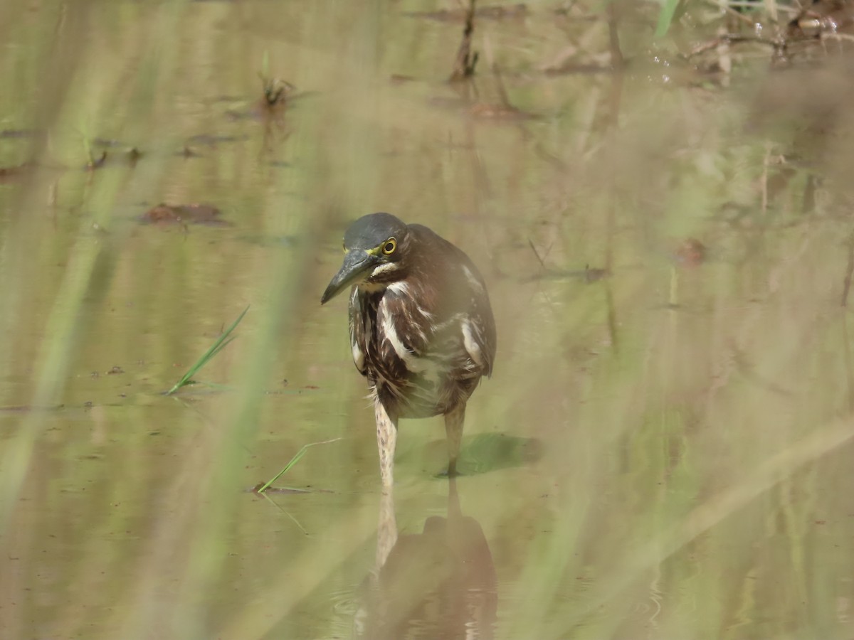 Green Heron - ML644157974