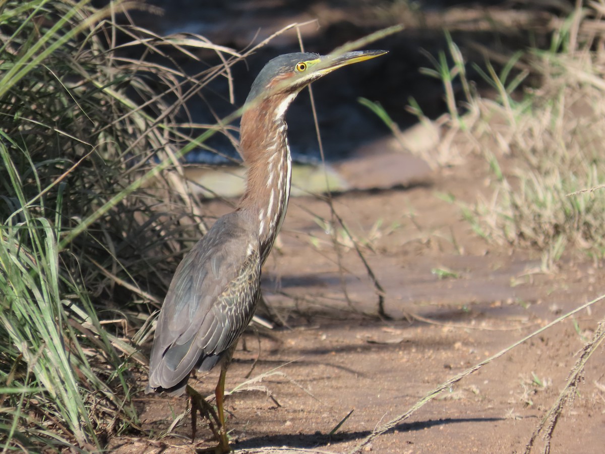 Green Heron - ML644157978