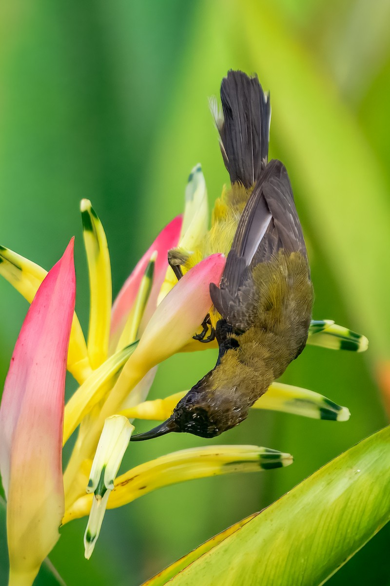 Ornate Sunbird - ML644157981
