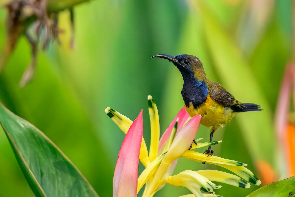 Ornate Sunbird - ML644157982