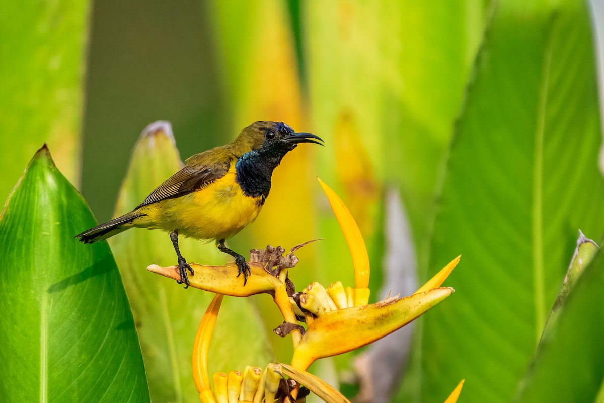Ornate Sunbird - ML644157983