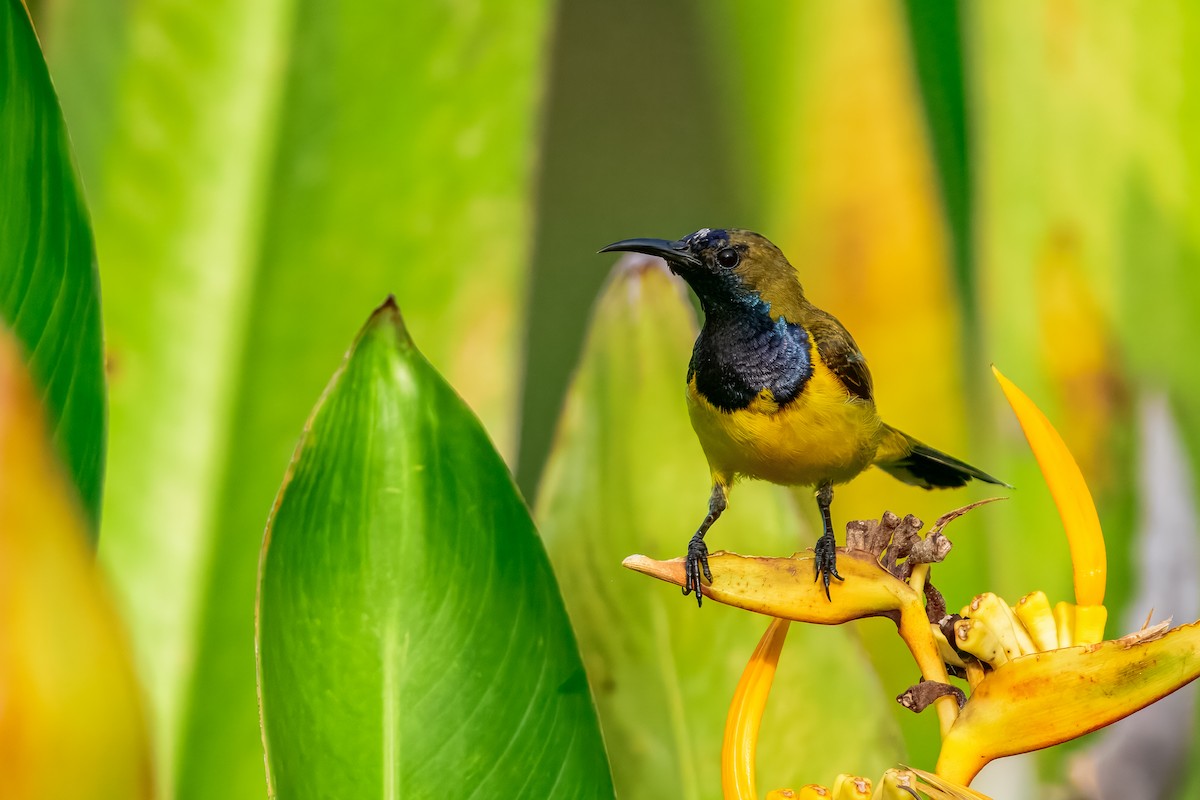 Ornate Sunbird - ML644157984