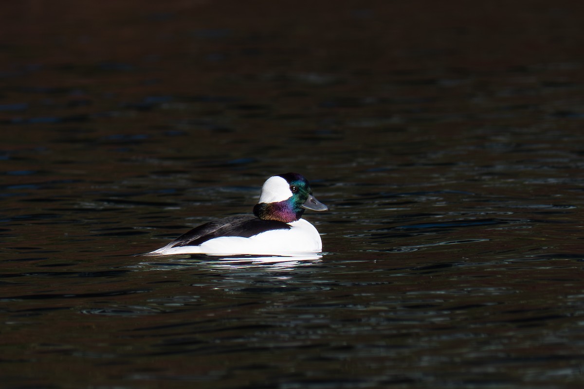 Ak Yanaklı Ördek - ML644157985