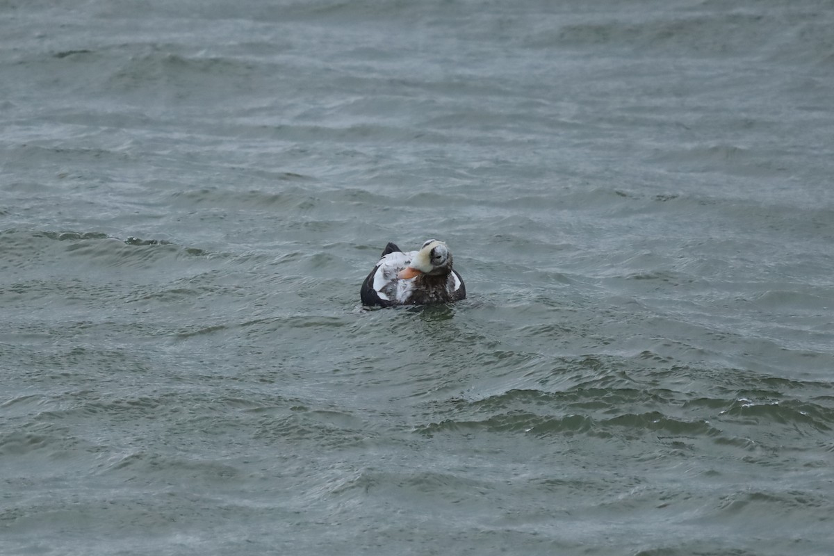 Spectacled Eider - ML644158021