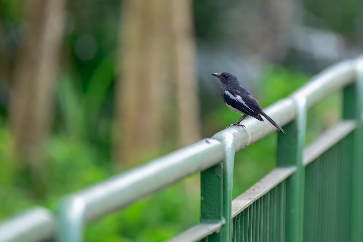 Oriental Magpie-Robin - ML644158024
