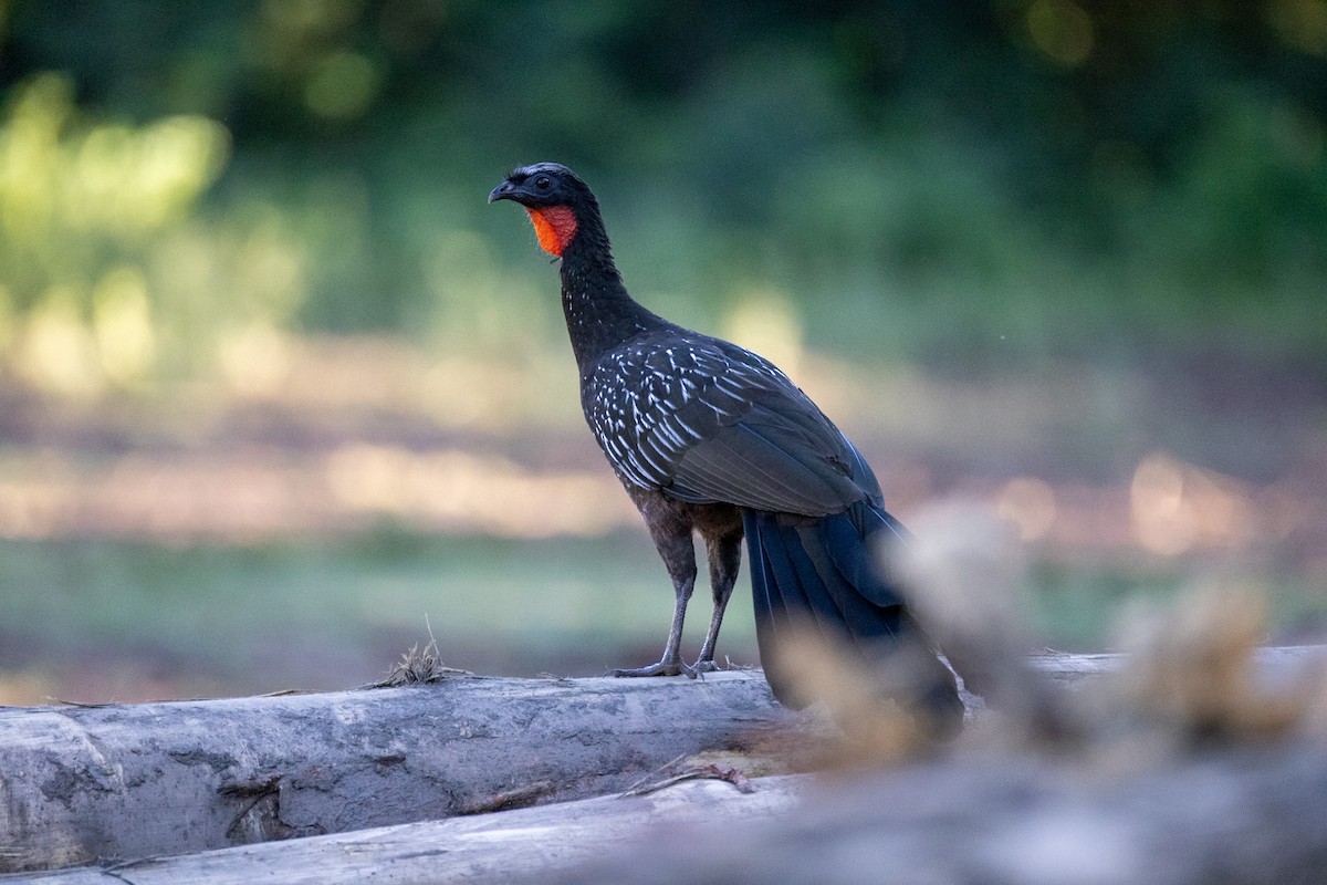 Yungas Guan - ML644158040