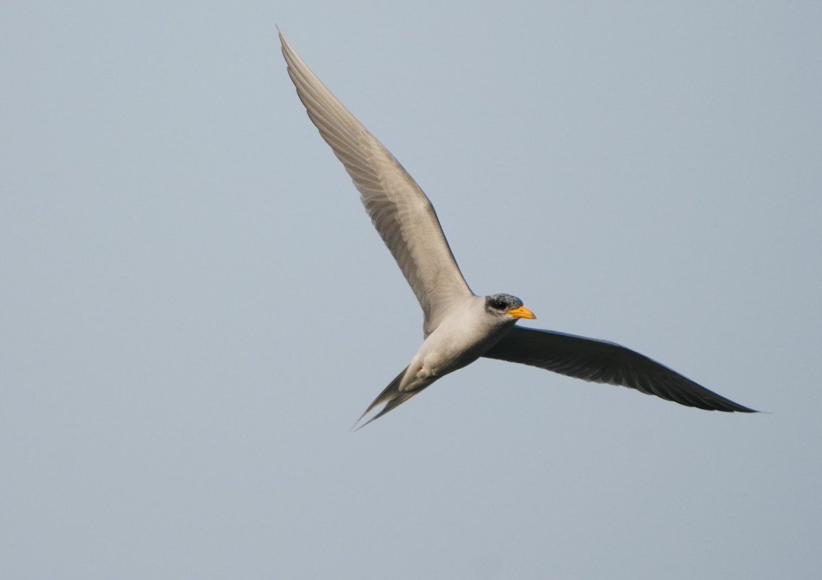 River Tern - ML644158049