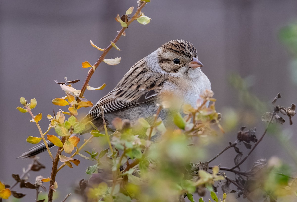 Clay-colored Sparrow - ML644158053