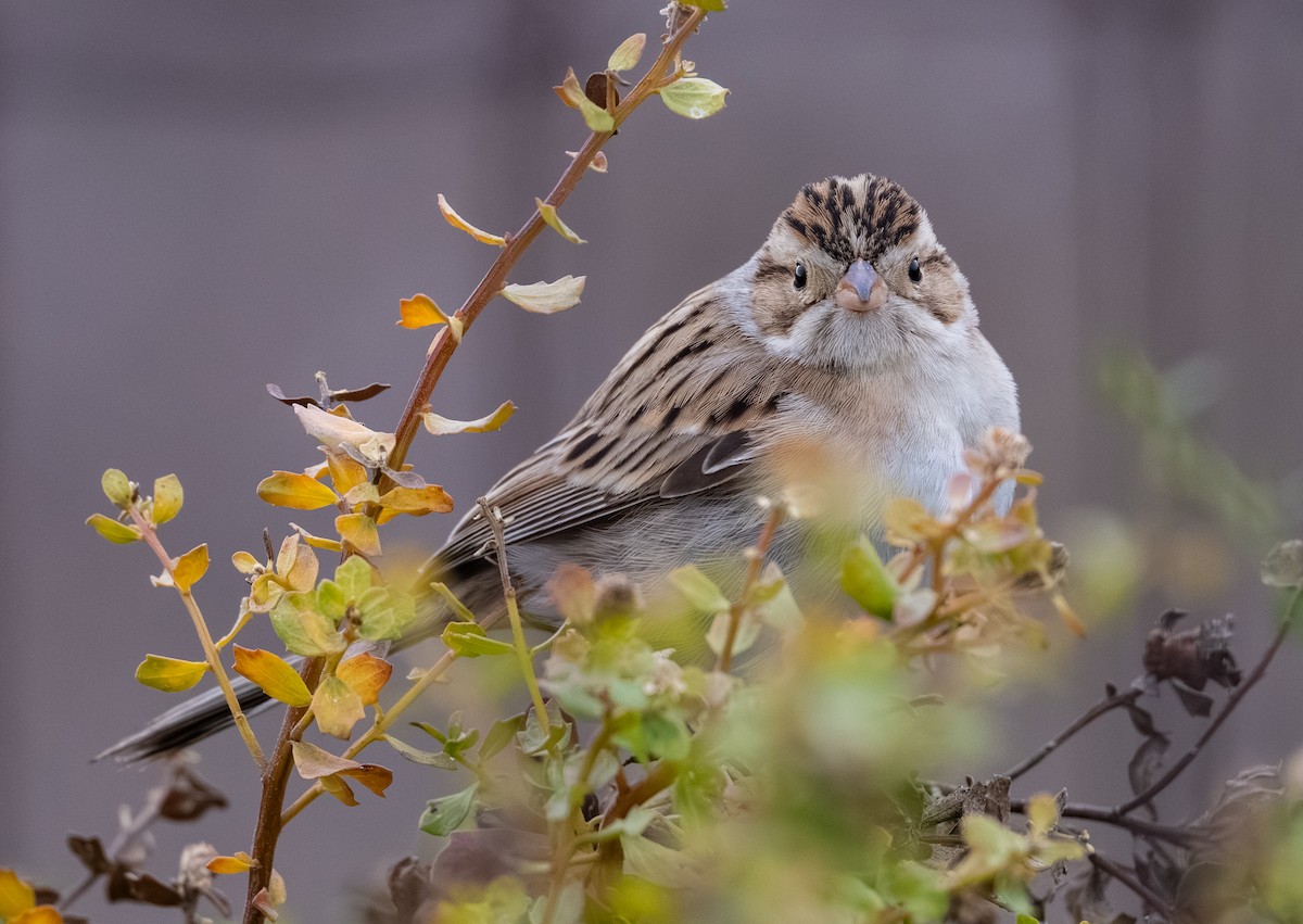 Clay-colored Sparrow - ML644158054