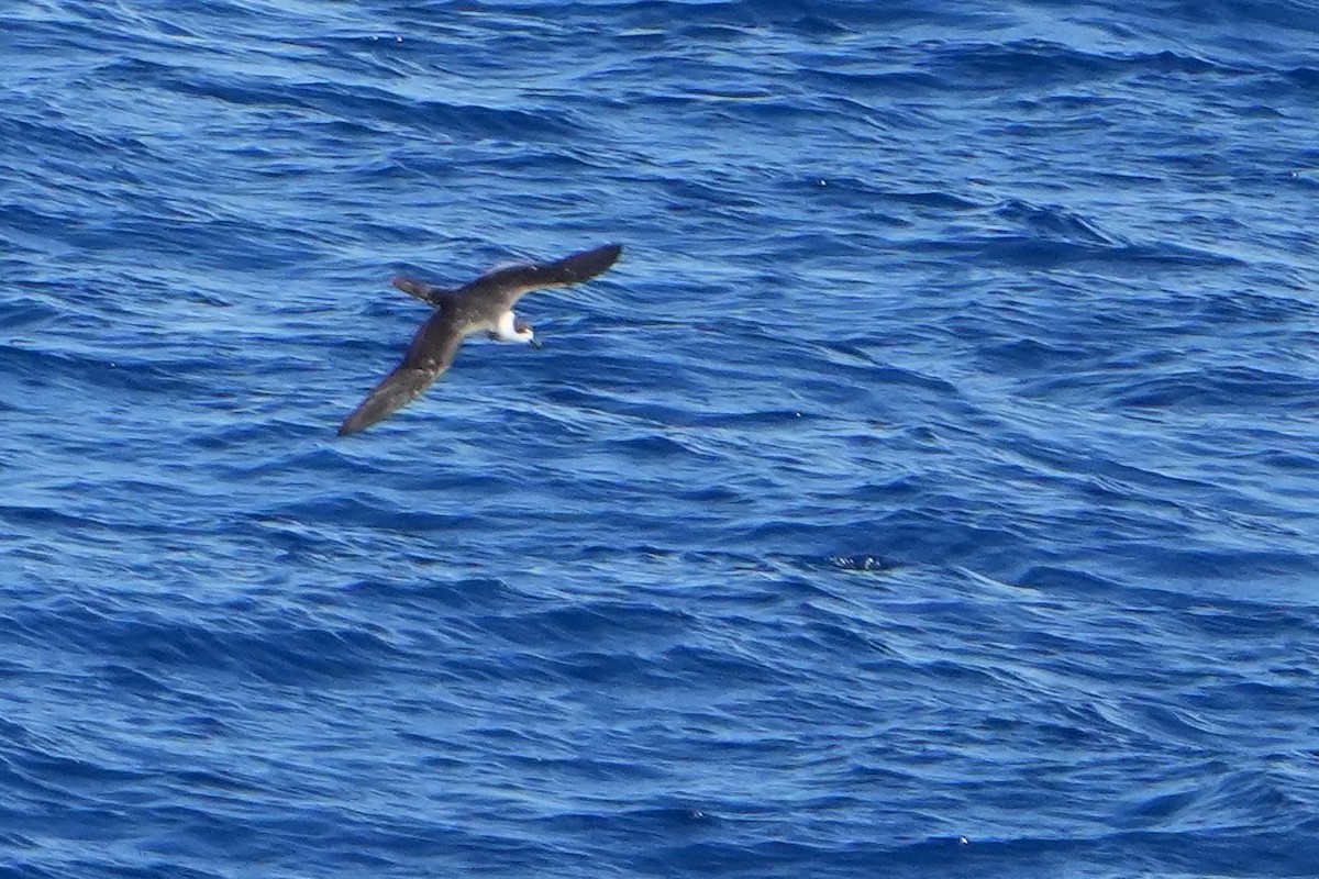 White-necked Petrel - ML644158056