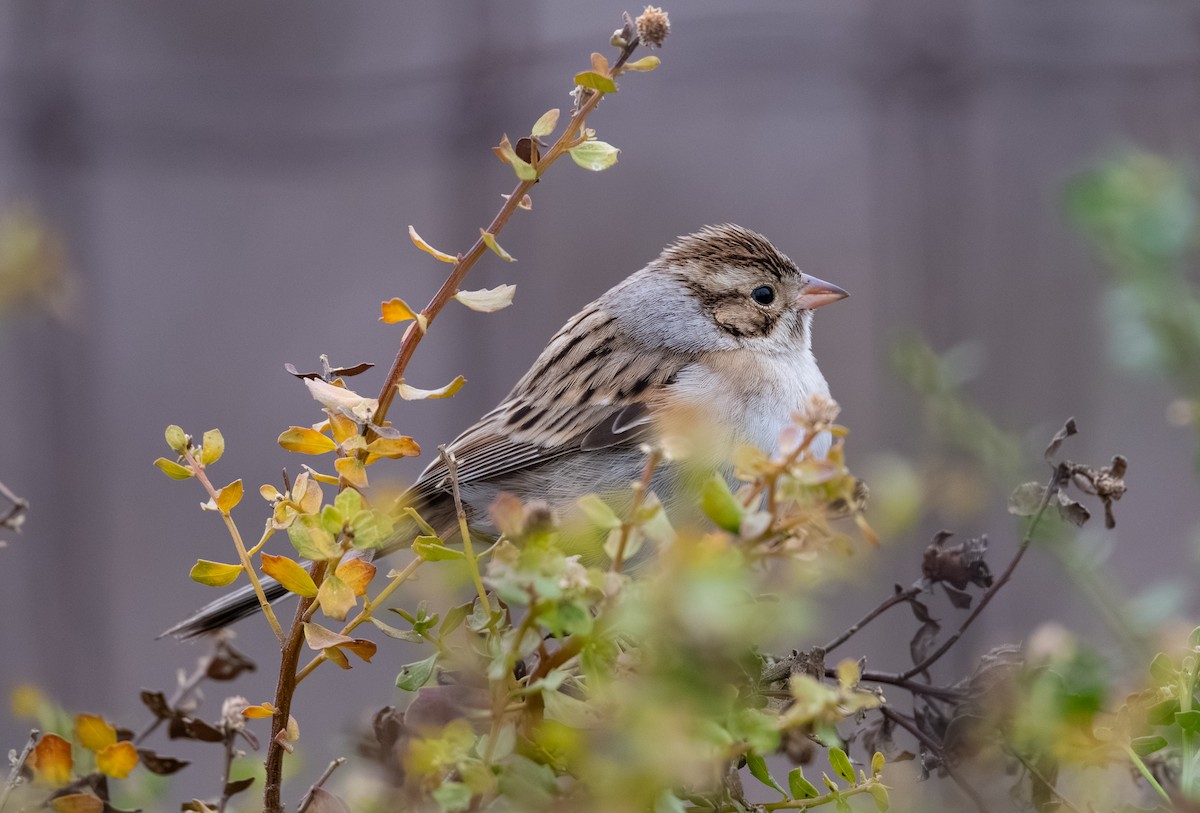 Clay-colored Sparrow - ML644158057