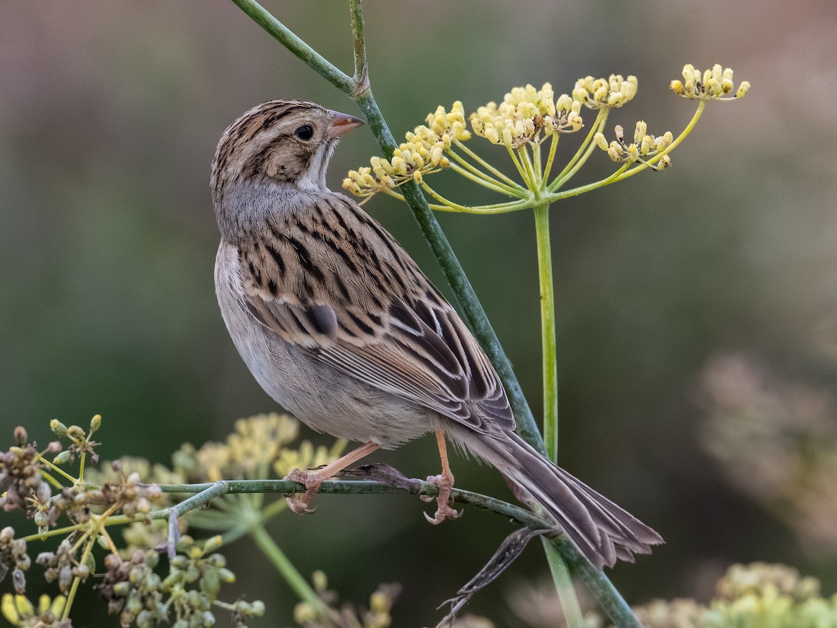 Clay-colored Sparrow - ML644158064