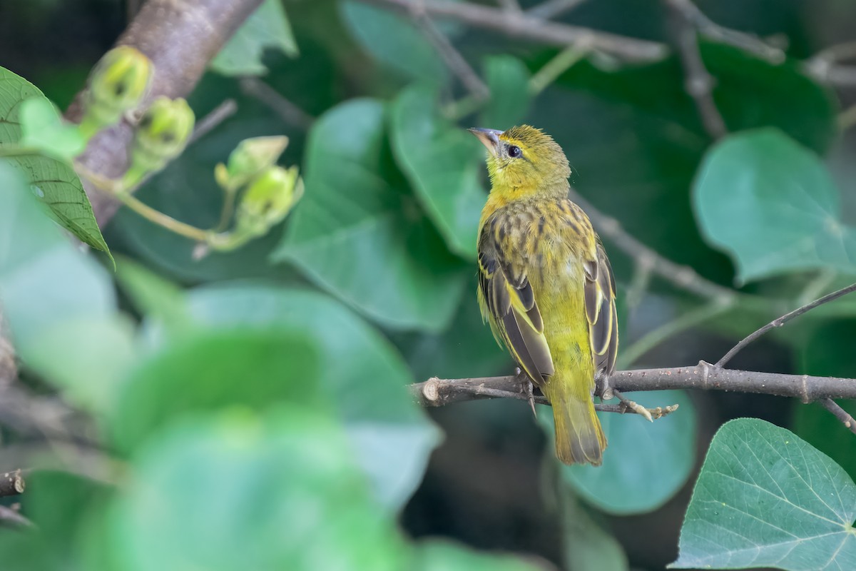 Golden-backed Weaver - ML644158075