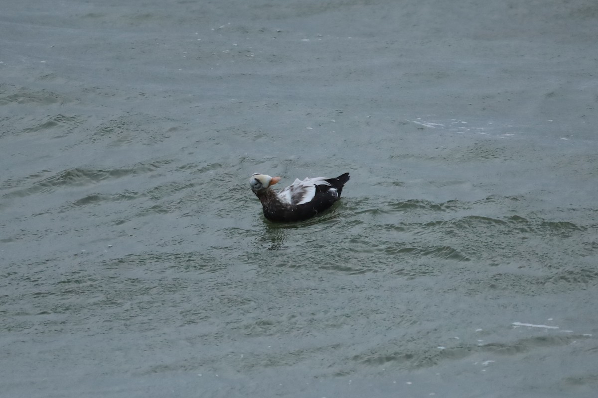 Spectacled Eider - ML644158080