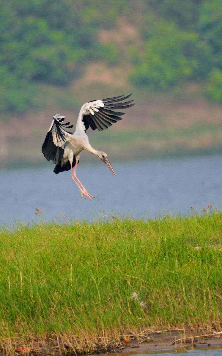 Asian Openbill - ML644158081