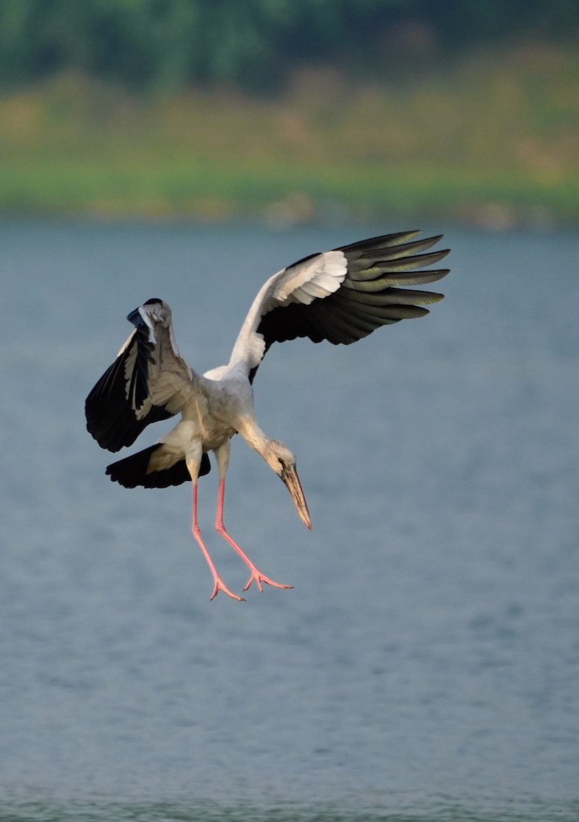 Asian Openbill - ML644158082
