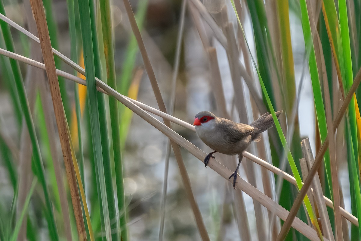 Common Waxbill - ML644158085