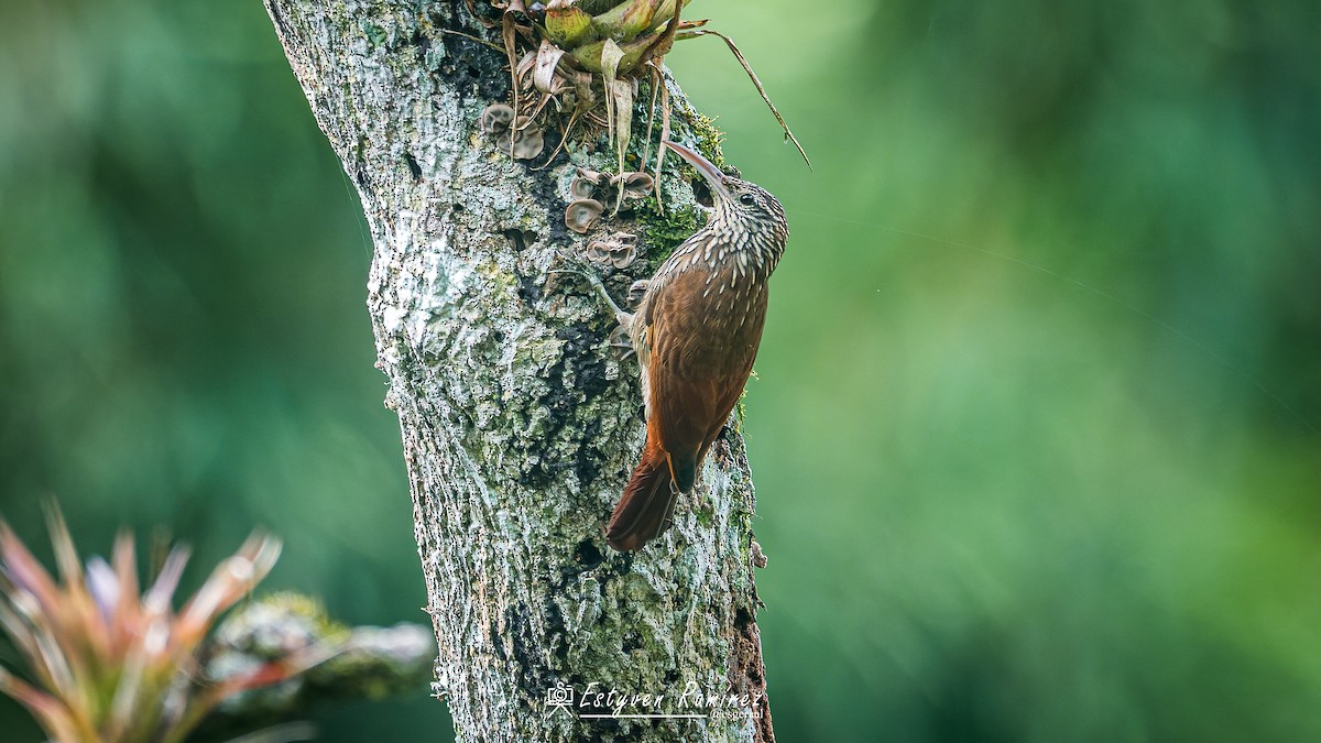 Streak-headed Woodcreeper - ML644158100