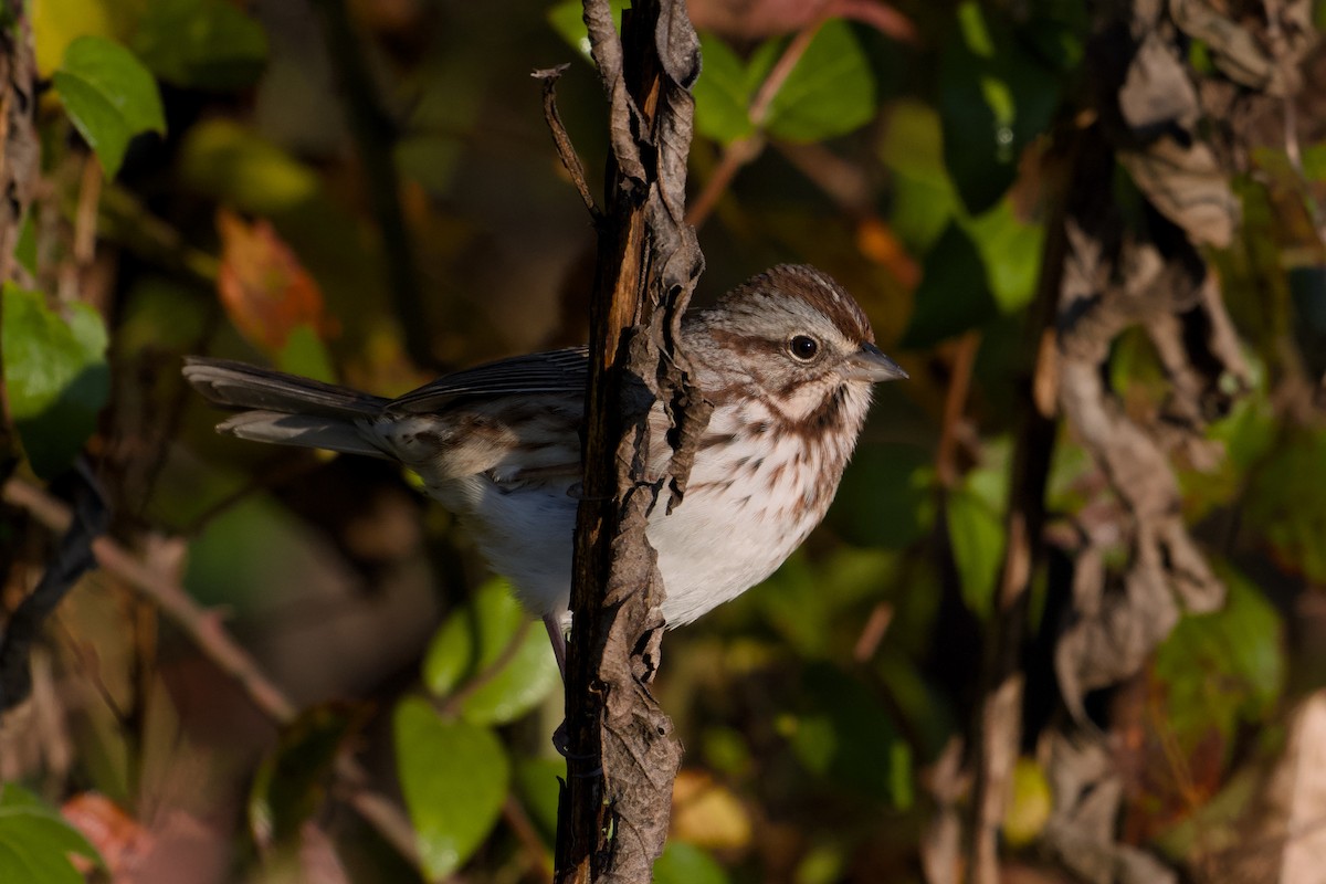 Song Sparrow - ML644158101