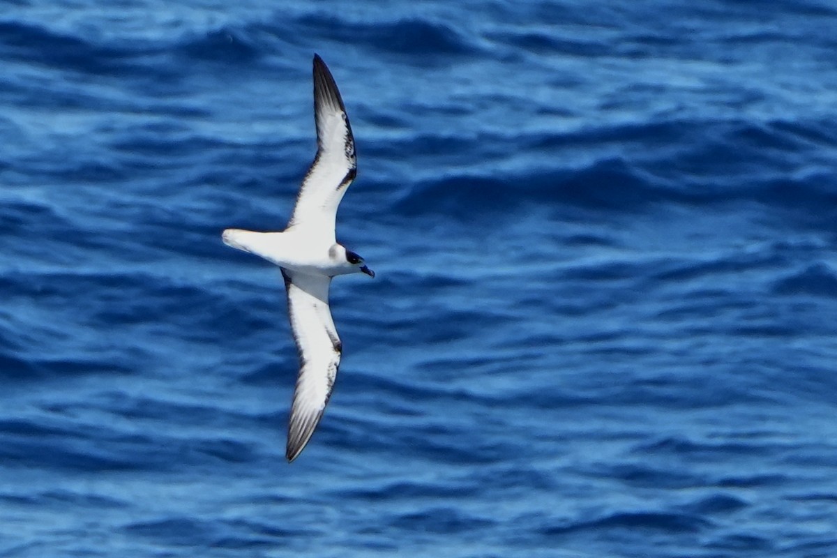White-necked Petrel - ML644158112