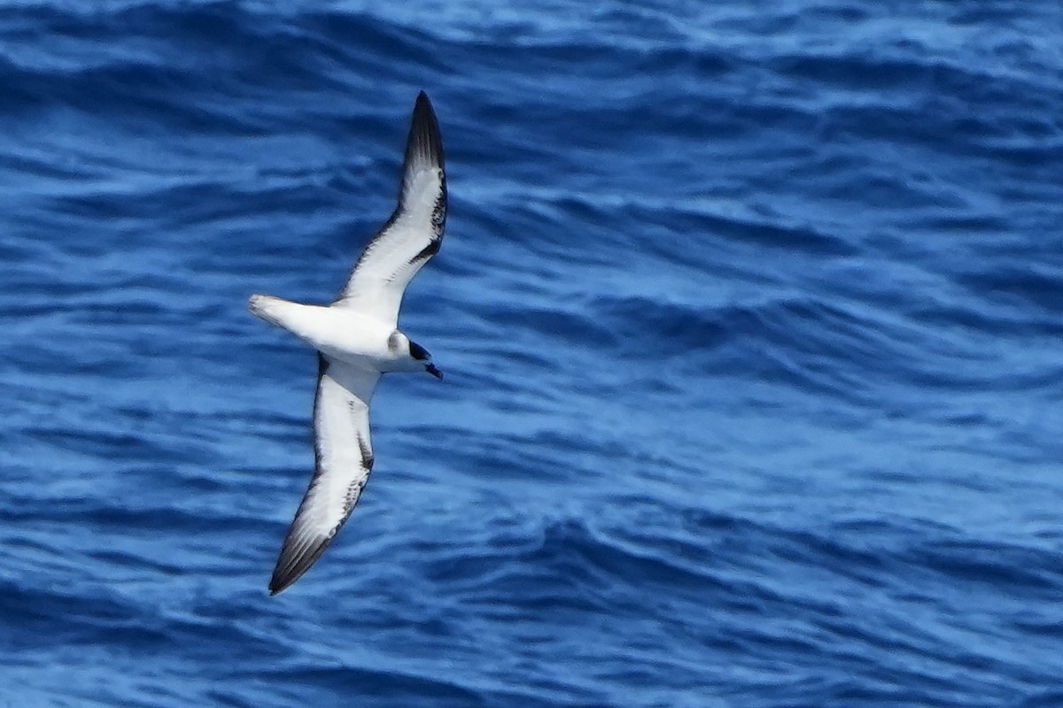 White-necked Petrel - ML644158115