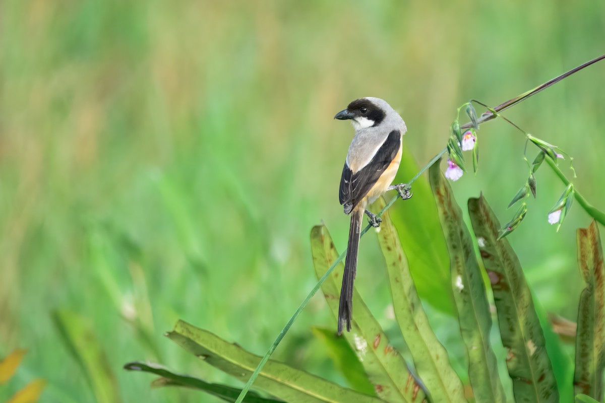 Long-tailed Shrike - ML644158122